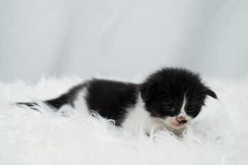 Cute kitten sleeping, yawning and lazing on a white rasfur carpet. International cat day concept.