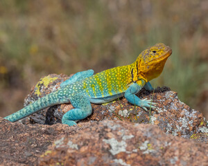 Male Eastern Collared Lizard, the state Reptile of Oklahoma