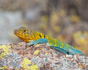 Male Eastern Collared Lizard, the state Reptile of Oklahoma