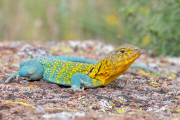 Male Eastern Collared Lizard, the state Reptile of Oklahoma