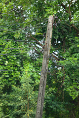 Fototapeta premium electricity post in the green forest, closeup of photo. 