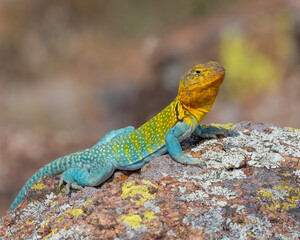Male Eastern Collared Lizard, the state Reptile of Oklahoma