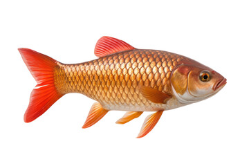 Obraz premium Large Carp Fish in Natural Habitat Isolated on Transparent Background