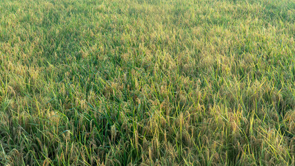 rice fields with ripe rice plants