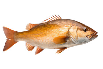 Fototapeta premium Cuttlefish Swimming in the Ocean Isolated on Transparent Background