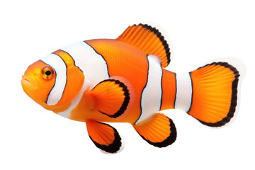 Clown Fish with Bright Orange and White Stripes Isolated on Transparent Background