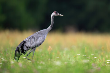 Common crane bird ( Grus grus )
