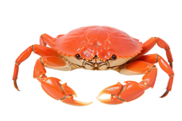 Red Crab with Detailed Claws isolated on transparent background