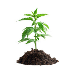 A vibrant green cannabis plant growing in rich dark soil, symbolizing health, growth, and cultivation in nature.