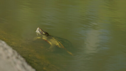 Obraz premium a krefft's turtle with its head out of water while in a pool at granite gorge near mareeba of qld, australia
