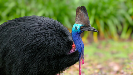 a close up shot of a southern cassowary shaking on a rainy day at etty bay of queensland, australia