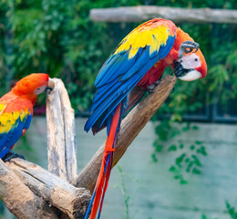Colorful parrots macaws sitting on perch