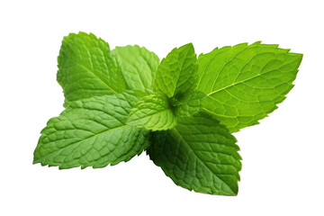 Fresh Mint Leaves with Vibrant Green Color isolated on transparent background