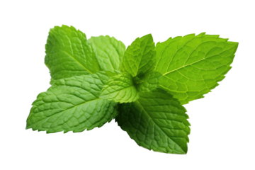 Fresh Mint Leaves with Vibrant Green Color isolated on transparent background