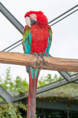 Colorful parrots macaws sitting on perch