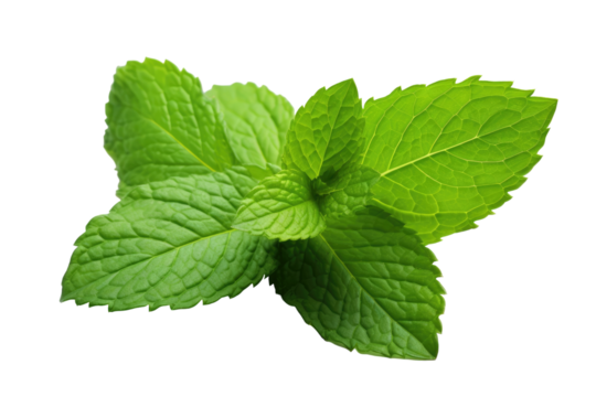 Fresh Mint Leaves with Vibrant Green Color isolated on transparent background