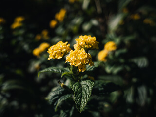 Yellow lantana flower