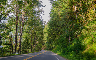 Cultus lake park road lined with pine trees in Chilliwack, Fraser Valley, BC, Canada
