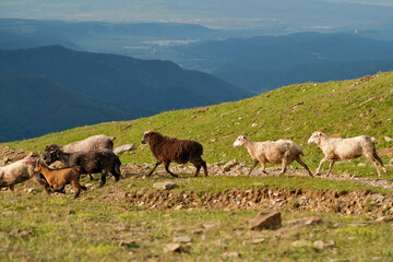 Fototapeta premium Group of sheep and goats walking on hillside