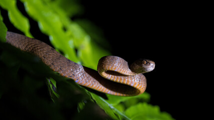 Close Up of a Keeled Slugh-earting Snake