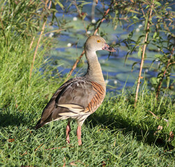 Plumed Whistling-Duck bird standing on grass with water in the background