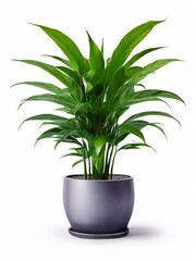 Green indoor plant in a pot, ideal for interior on white background, fits perfectly into bedroom or living room design, reflecting minimalism concept. AI generated.
