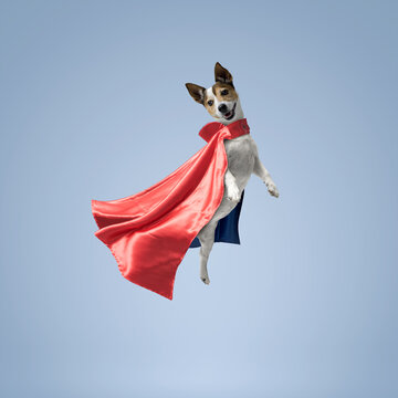 Cute superhero dog wearing a cape