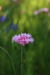 Close-up of beautiful pink Cornflower in the green meadow on summer. Centaurea cyanus 