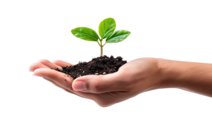 Hand holding a small plant with green leaves and soil. The image, set against a transparent background, symbolizes growth, nurturing, and environmental care.