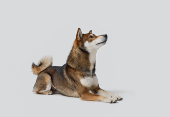 Shiba Inu lying down and posing