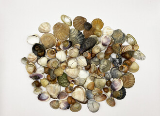 Lots of shells. Shells on a white background. Seashells background. Shells macro photo