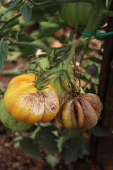 Unripe Beefsteak tomatoes with Powdery mildew disease in the vegetable garden