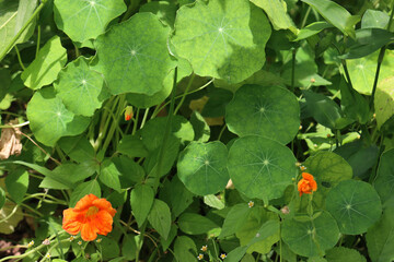 Close-up of Nasturtium in bloom with round leaves and bright orange and red ornamental edible flowers. Tropaeolum Nasturtium