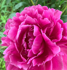 pink peony flower