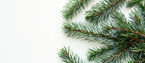 Pine Leaves Frame with White Background