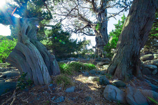 A tall Japanese juniper tree in Osezaki Shizuoka