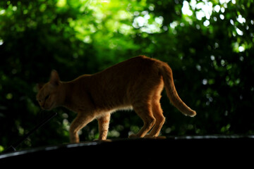 Red cat on the roof in shadow