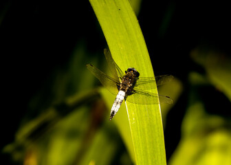 Spreewald, Kanutour, Libelle