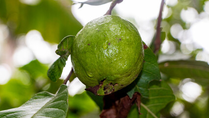 guava, green organic guava on tree 