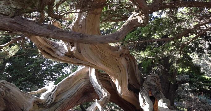 A tall Japanese juniper tree in Osezaki Shizuoka wide shot tilt down
