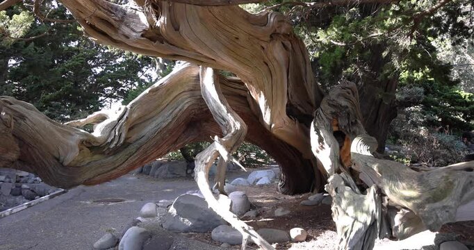A tall Japanese juniper tree in Osezaki Shizuoka wide shot