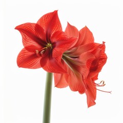 Amaryllis Flowers on White Background