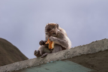 Brown monkey sitting while eating bread in Pusuk Sembalun, Lombok, Indonesia