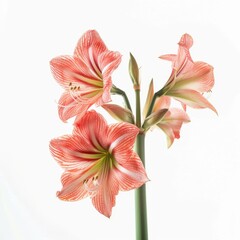Amaryllis Flowers on White Background