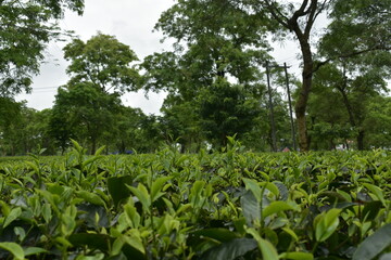 Monabarie Tea Estate at Biswanath District of Assam is Asia's Largest Tea Estate.