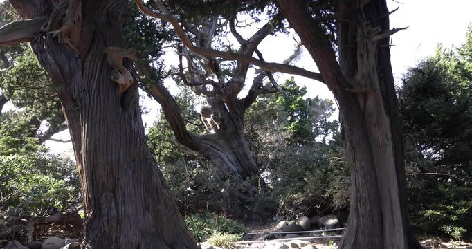 A tall Japanese juniper tree in Osezaki Shizuoka tilt up
