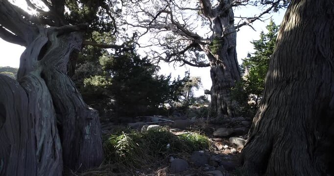 A tall Japanese juniper tree in Osezaki Shizuoka wide shot tilt up