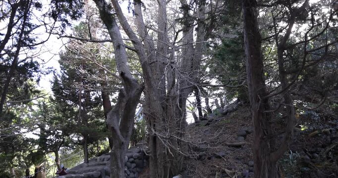 A tall Japanese juniper tree in Osezaki Shizuoka tilt up