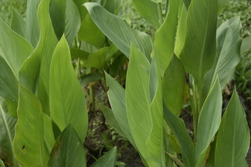 decorative plants in the farm land in Arunachal Pradesh in India
