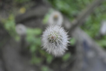 The Golden Pagoda of Namsai, also known as Kongmu Kham, in the Tai-Khamti language, is a Burmese-style Buddhist temple